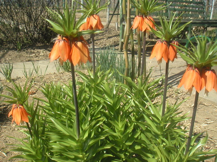 007 - 2 -gradina mea de vis