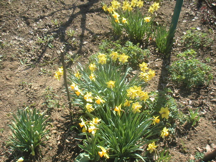 008 - 2 -gradina mea de vis