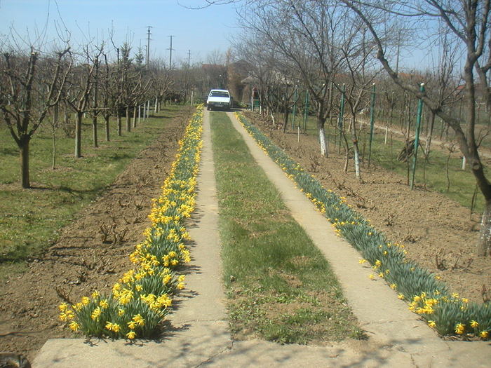 009 - 2 -gradina mea de vis