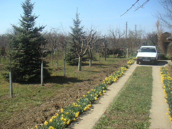 011 - 2 -gradina mea de vis