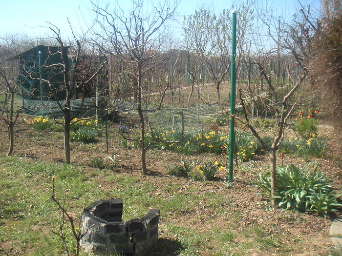 013 - 2 -gradina mea de vis