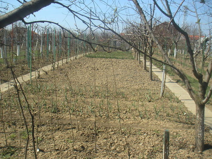 016 - 2 -gradina mea de vis