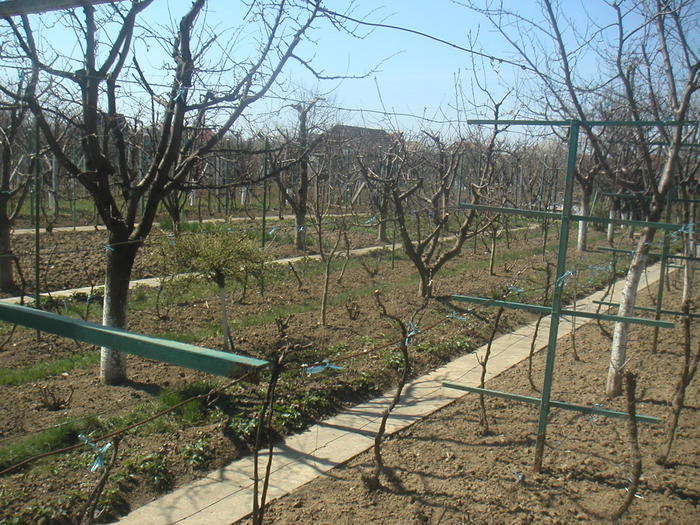 019 - 2 -gradina mea de vis