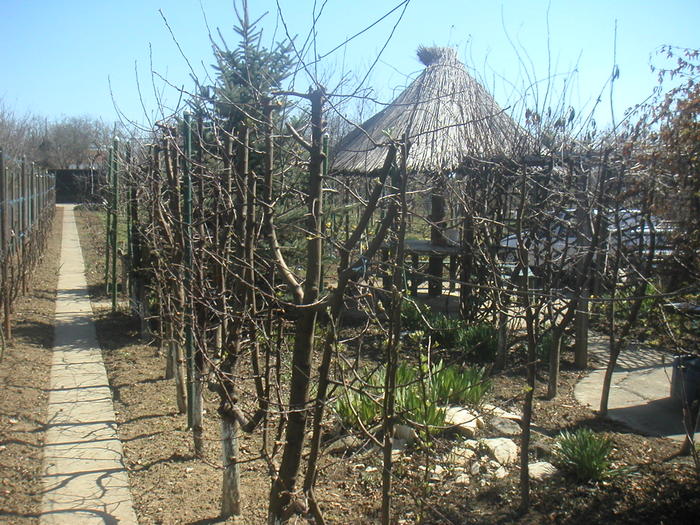 020 - 2 -gradina mea de vis