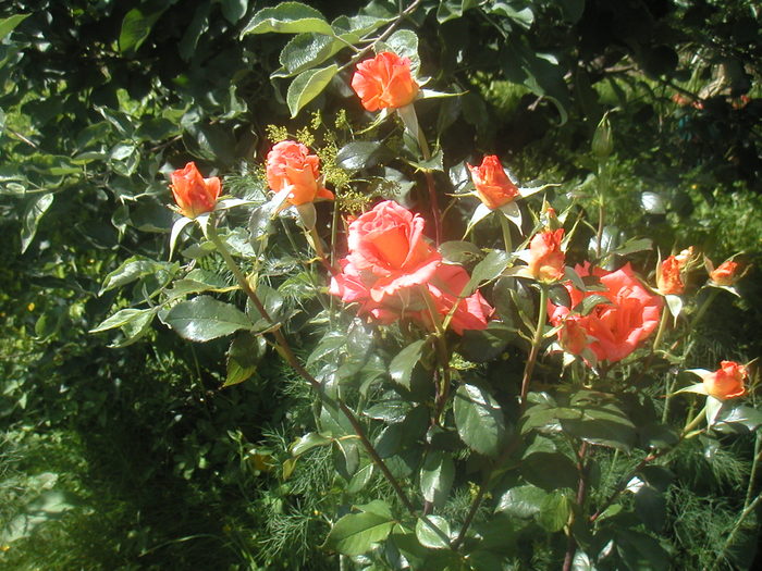 002 - 2 -gradina mea de vis