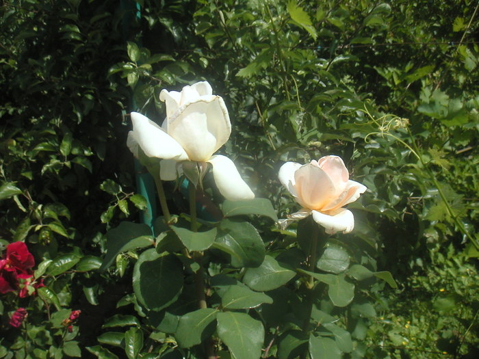 005 - 2 -gradina mea de vis