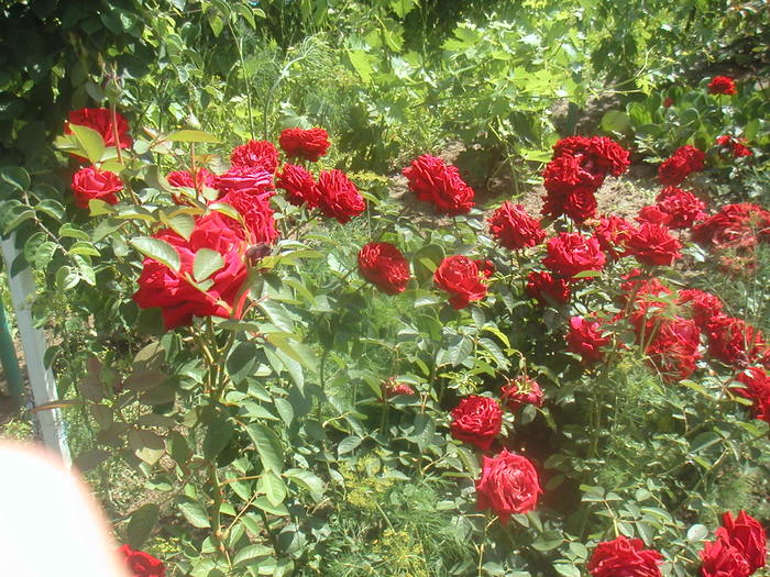 008 - 2 -gradina mea de vis