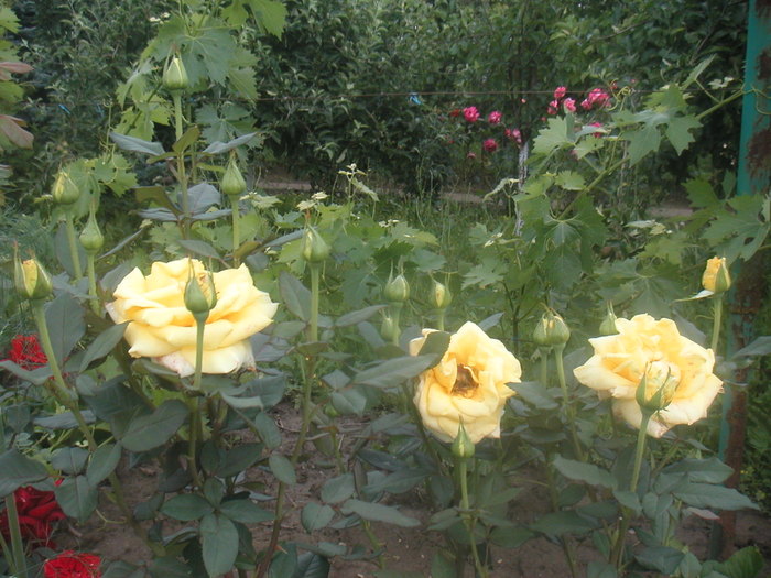 012 - 2 -gradina mea de vis