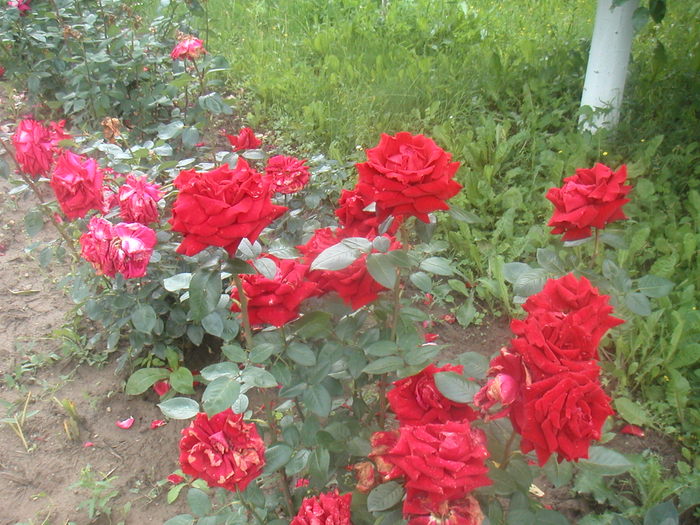 016 - 2 -gradina mea de vis