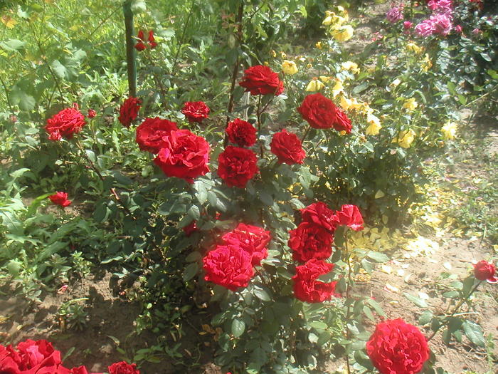 017 - 2 -gradina mea de vis