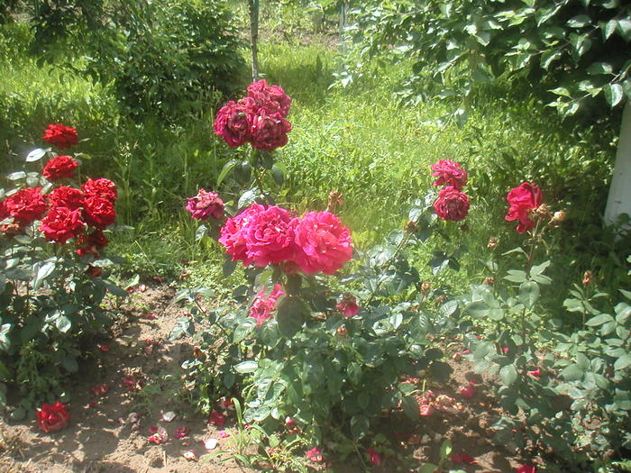 018 - 2 -gradina mea de vis