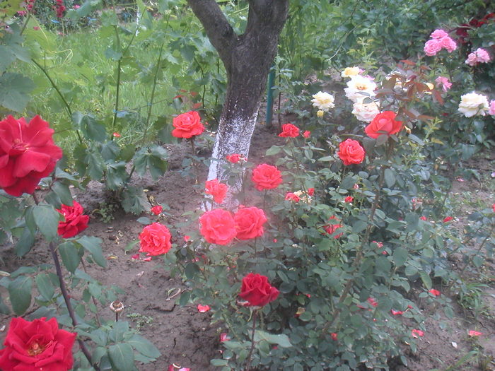 020 - 2 -gradina mea de vis