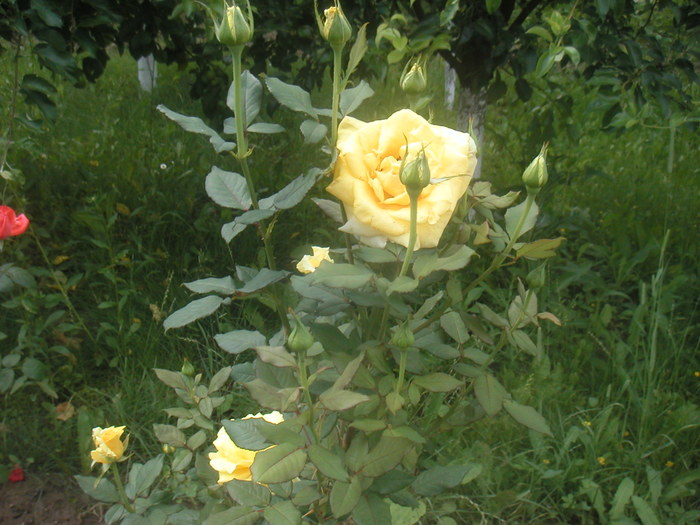 022 - 2 -gradina mea de vis