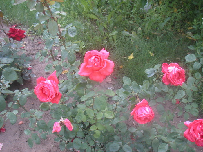 023 - 2 -gradina mea de vis