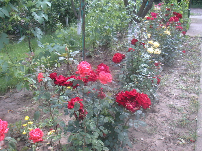 026 - 2 -gradina mea de vis