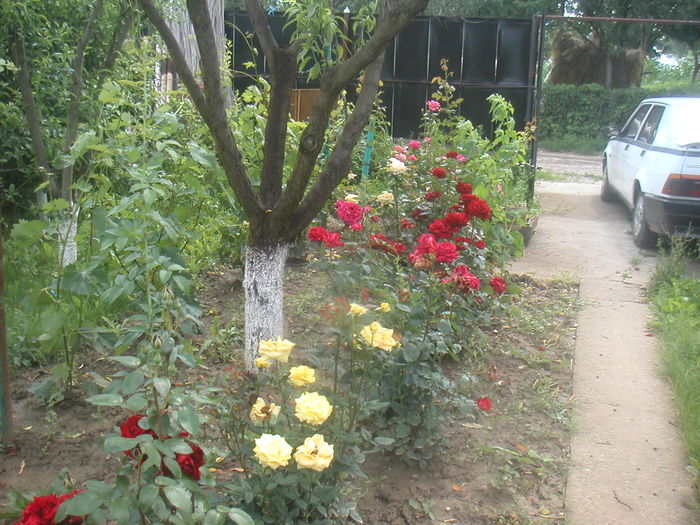 027 - 2 -gradina mea de vis