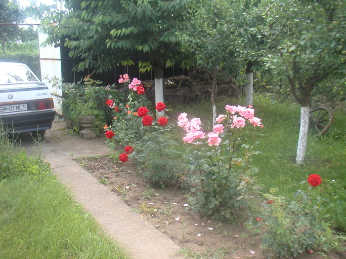 028 - 2 -gradina mea de vis