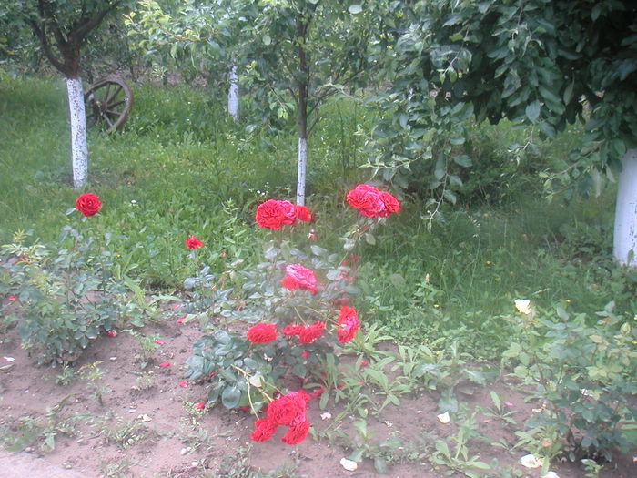 029 - 2 -gradina mea de vis