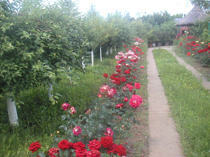 031 - 2 -gradina mea de vis