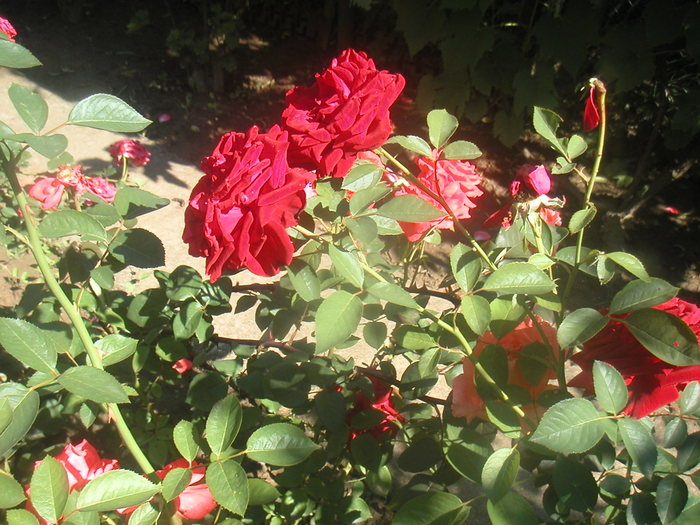 041 - 2 -gradina mea de vis