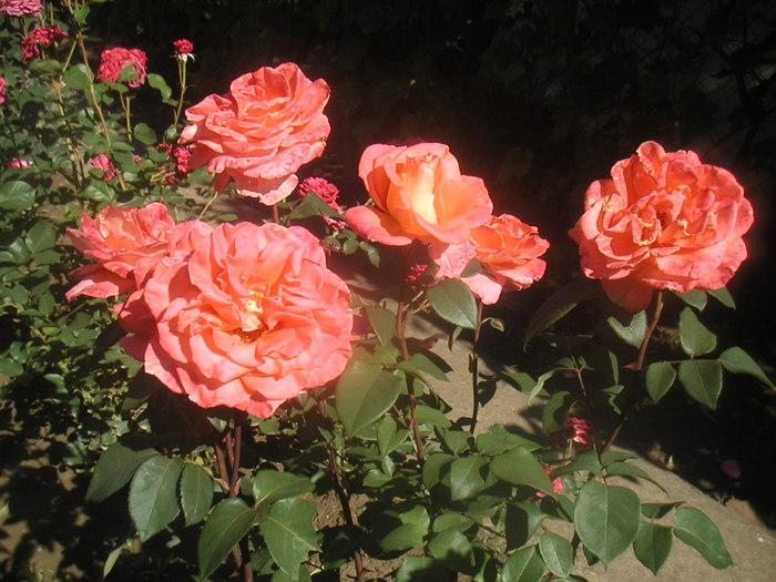 042 - 2 -gradina mea de vis