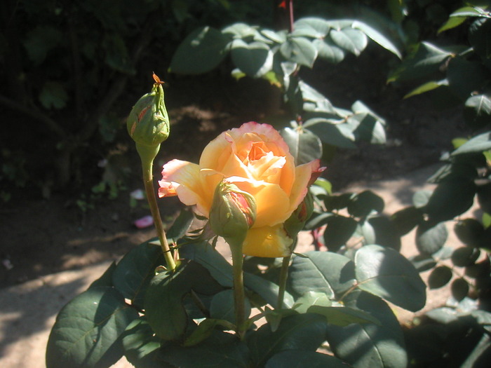 043 - 2 -gradina mea de vis