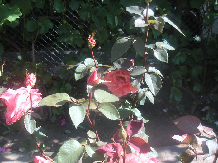 044 - 2 -gradina mea de vis