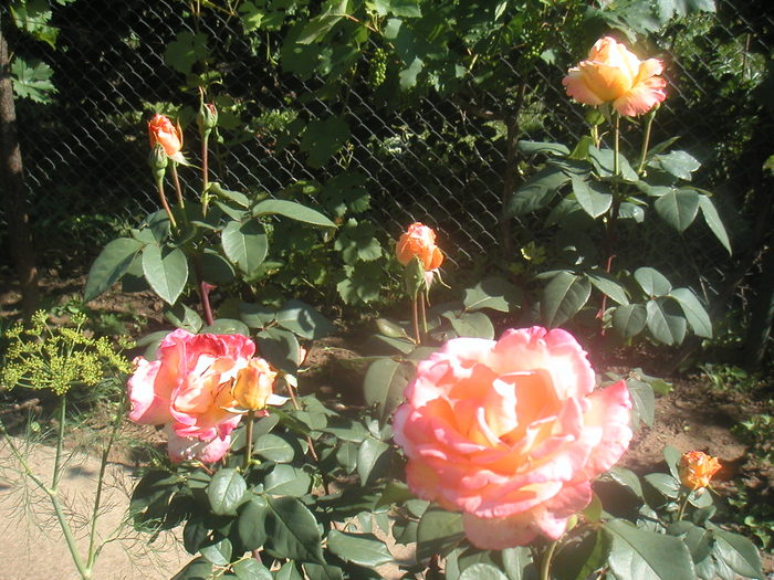 048 - 2 -gradina mea de vis