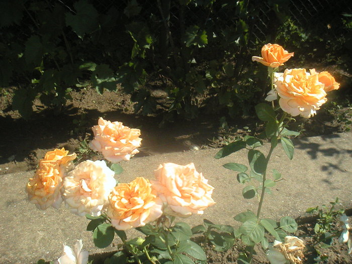 050 - 2 -gradina mea de vis