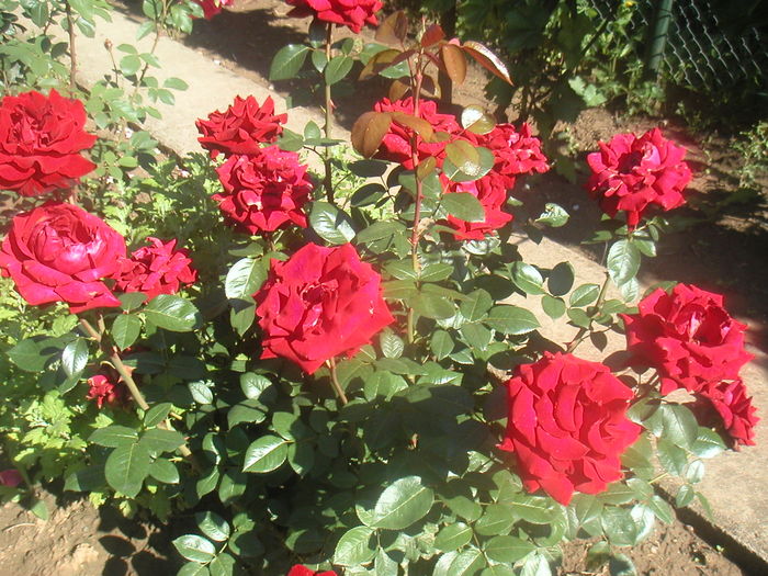 051 - 2 -gradina mea de vis