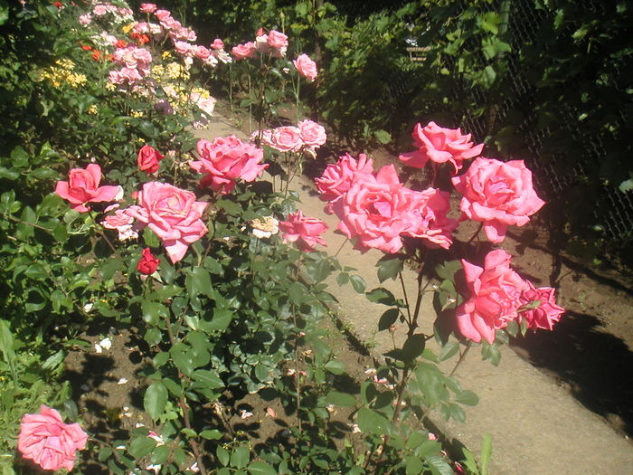 052 - 2 -gradina mea de vis