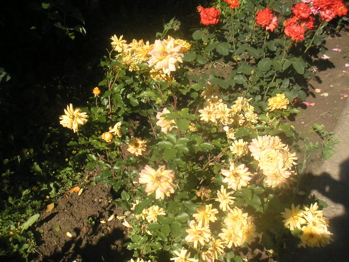 053 - 2 -gradina mea de vis