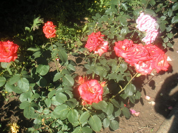 054 - 2 -gradina mea de vis