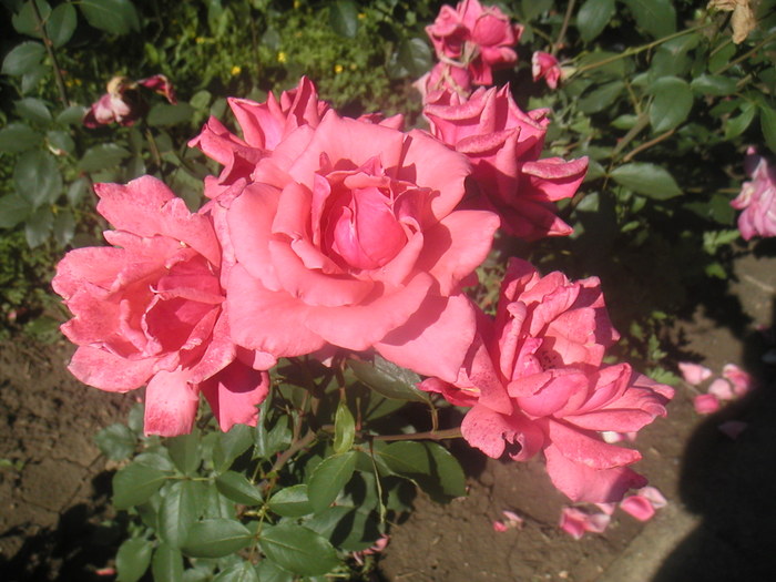 056 - 2 -gradina mea de vis