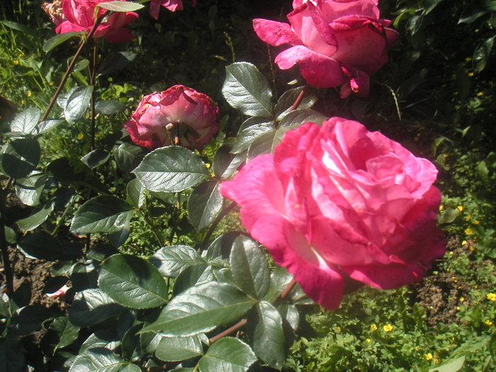 057 - 2 -gradina mea de vis