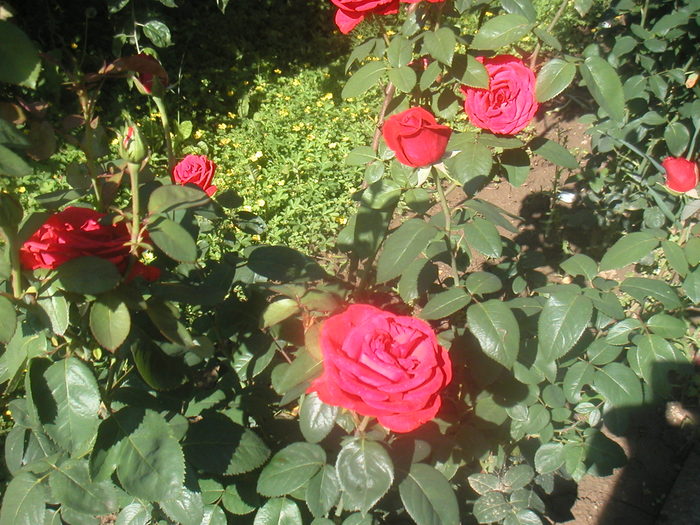 059 - 2 -gradina mea de vis