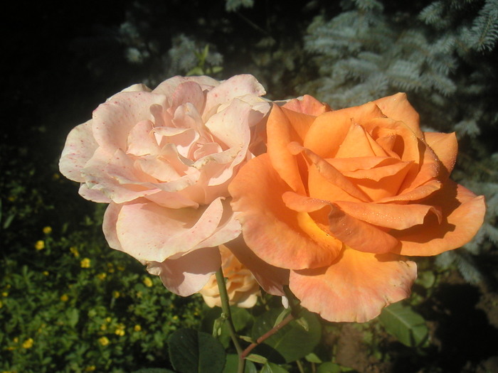 062 - 2 -gradina mea de vis