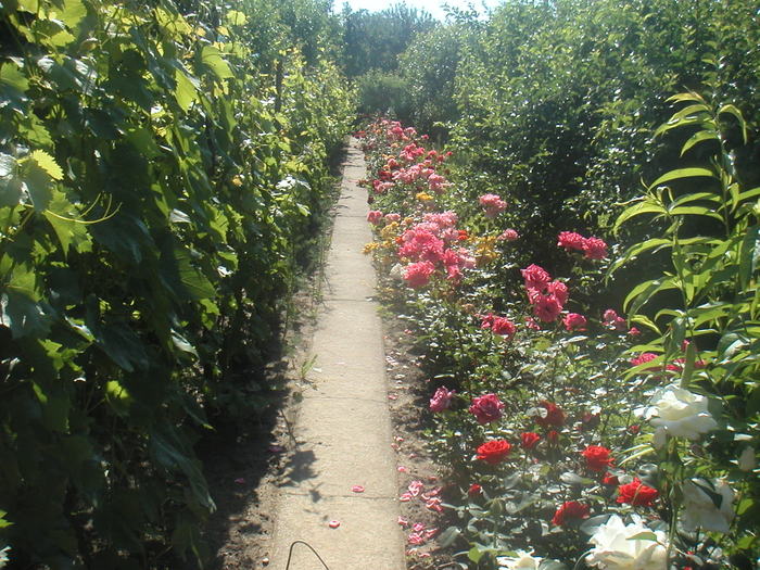 064 - 2 -gradina mea de vis