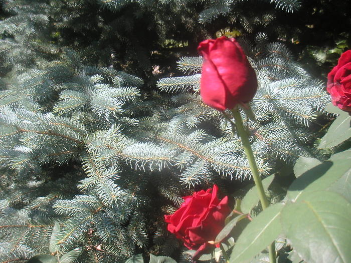 065 - 2 -gradina mea de vis