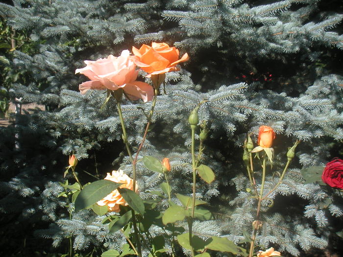 066 - 2 -gradina mea de vis