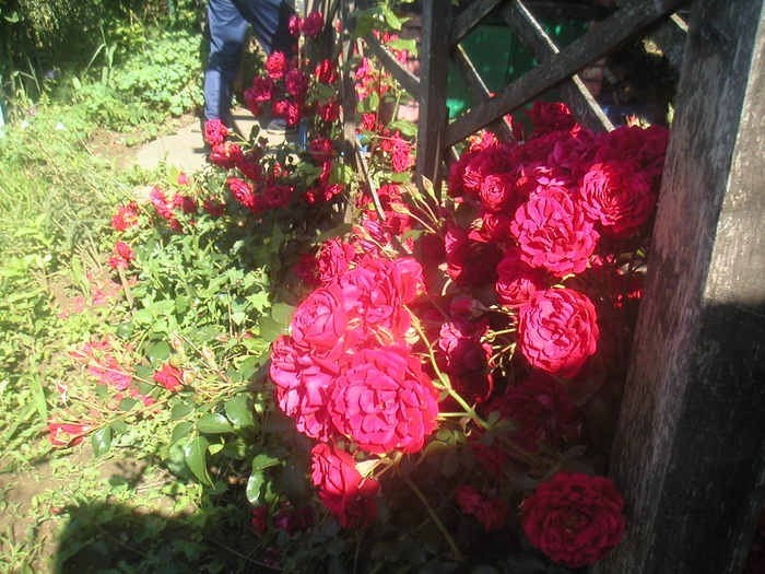 067 - 2 -gradina mea de vis