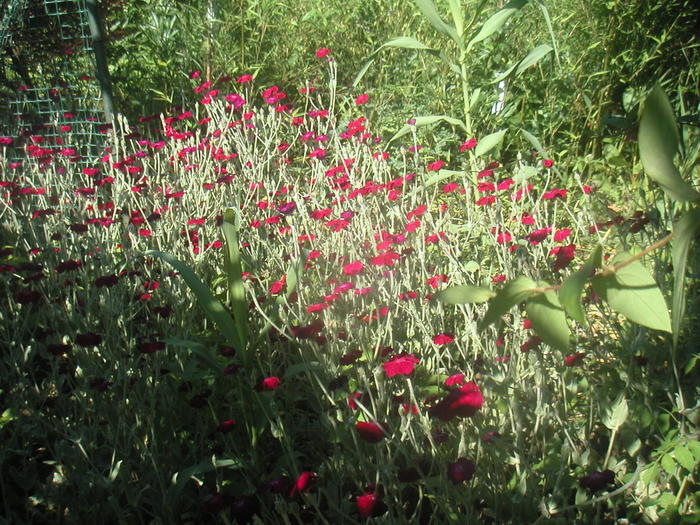 070 - 2 -gradina mea de vis