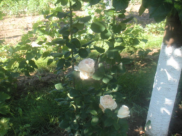 074 - 2 -gradina mea de vis