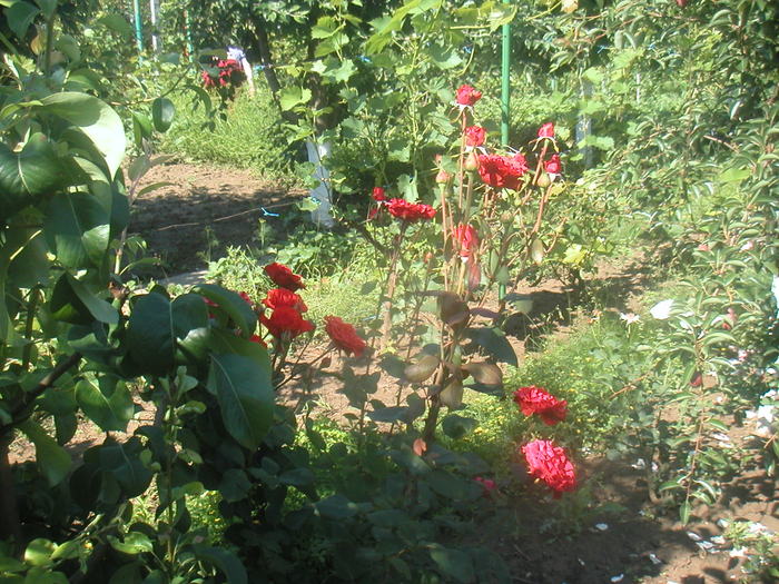 076 - 2 -gradina mea de vis