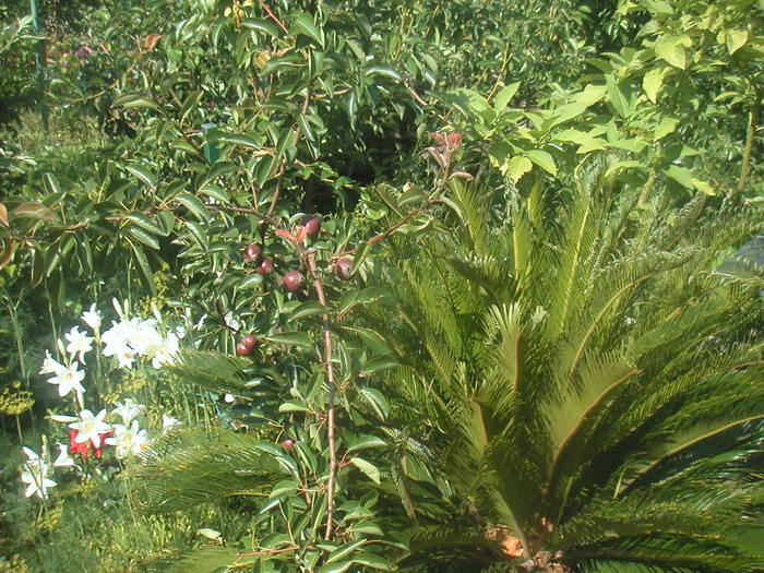 086 - 2 -gradina mea de vis