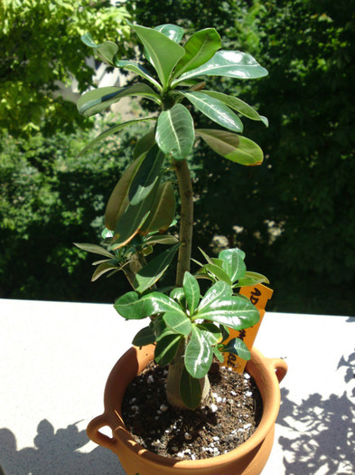  - Colectie adenium