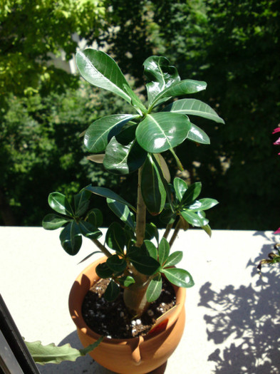  - Colectie adenium