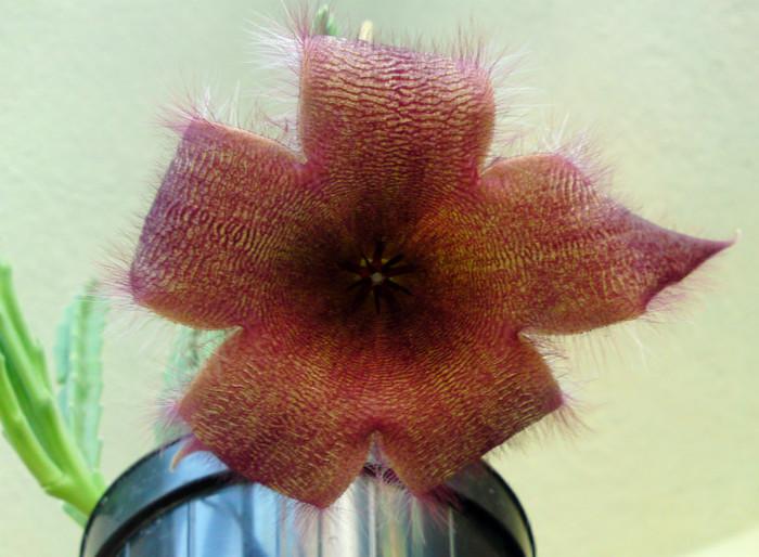 Stapelia grandiflora - Alte flori