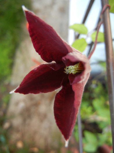 Clematis Niobe (2012, June 16) - Clematis Niobe