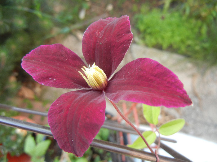 Clematis Niobe (2012, June 17)